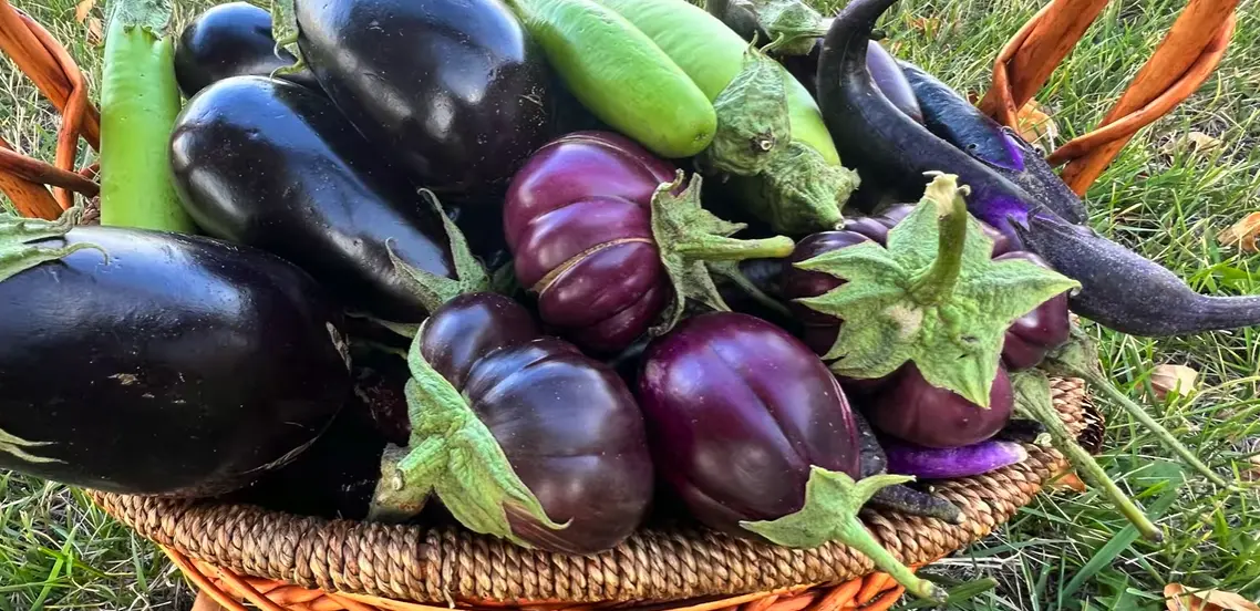 How Do You Pick an Eggplant