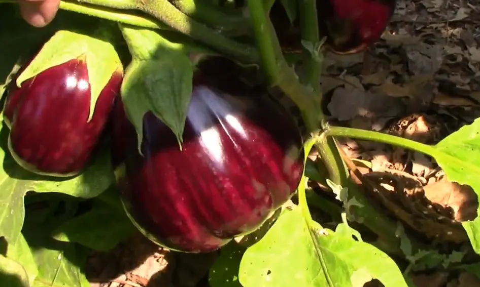 How Do You Pick an Eggplant
