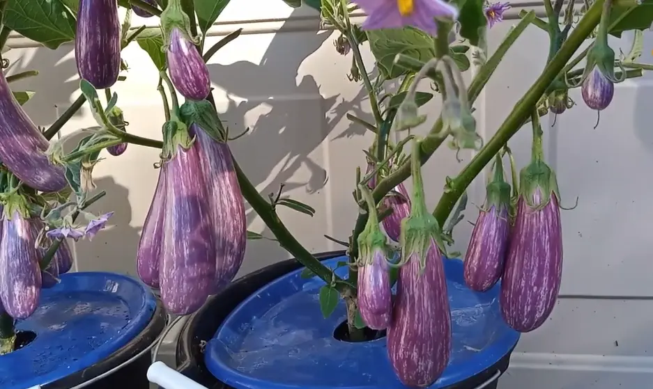 How Do You Pick an Eggplant