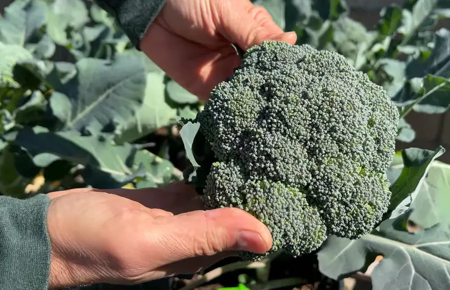 How Does Broccoli Grow: Close-up of broccoli florets forming on healthy plants.