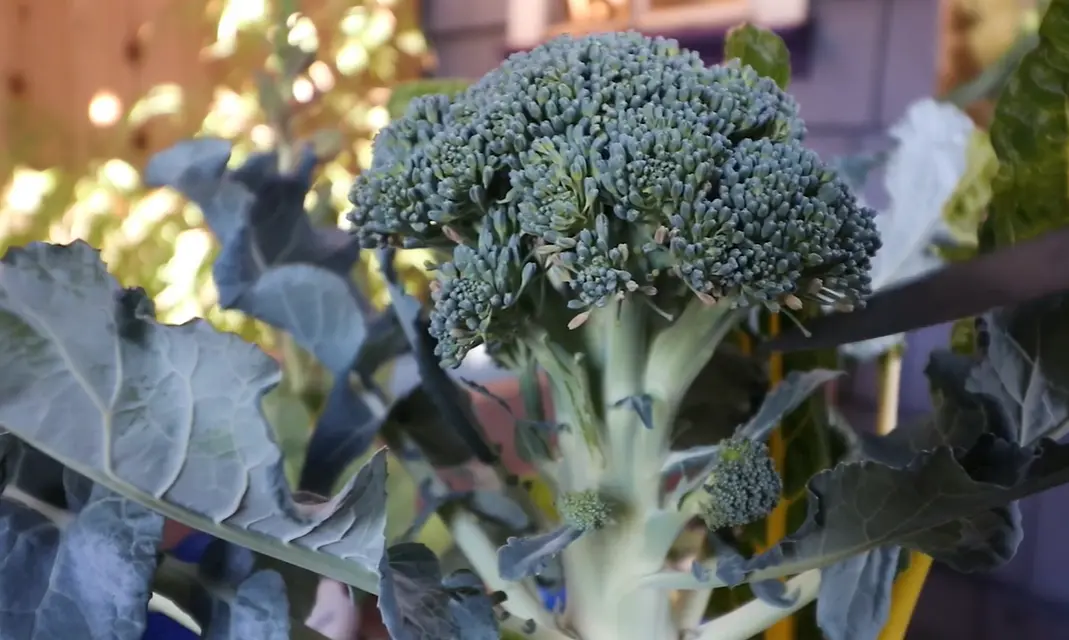 Broccoli plants in different growth stages, illustrating How Does Broccoli Grow successfully.