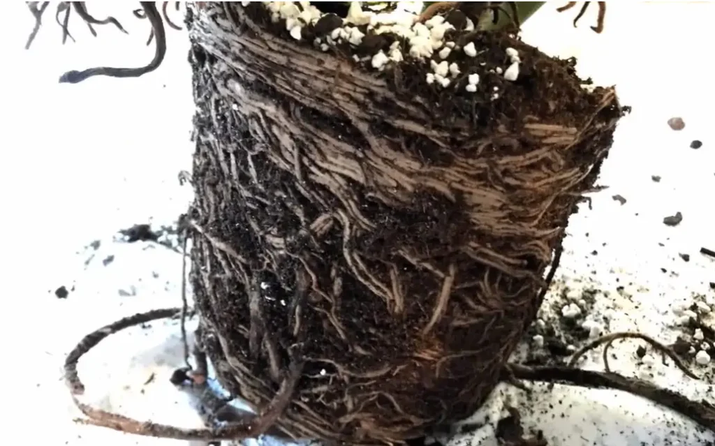 How to Fix Root Rot