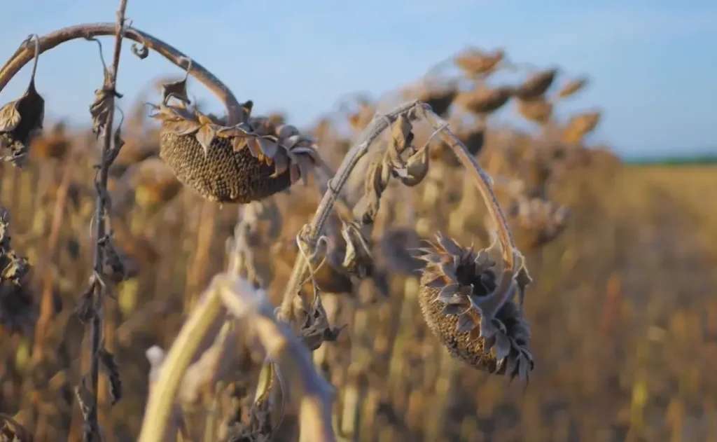 How to Fix Root Rot
