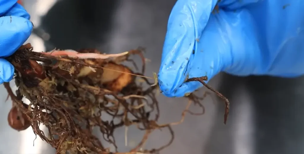 How to Fix Root Rot