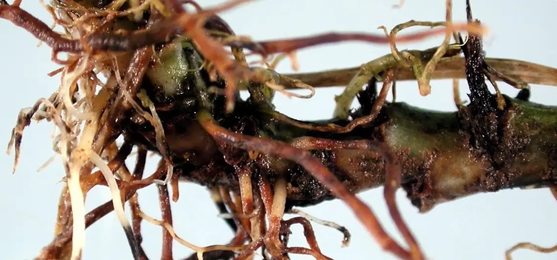 How to Fix Root Rot