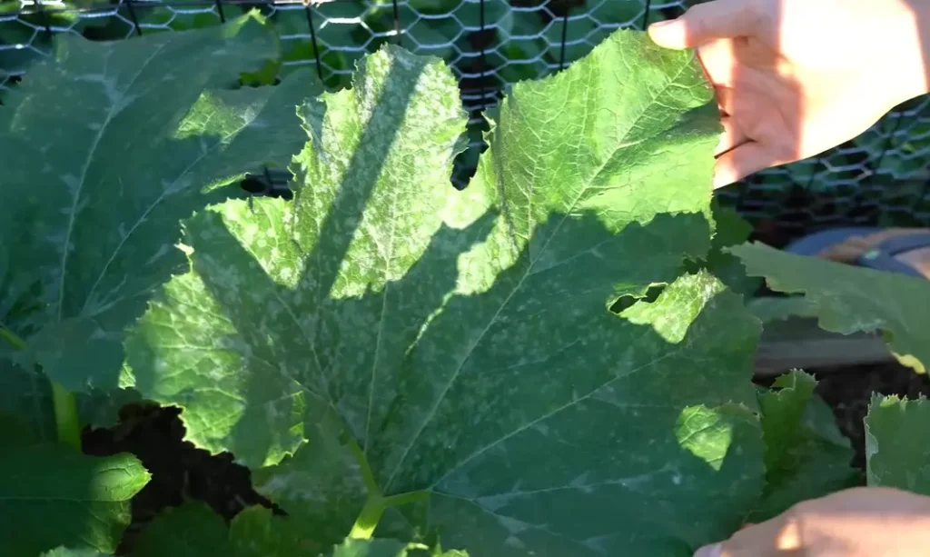 How to Get Rid of Powdery Mildew