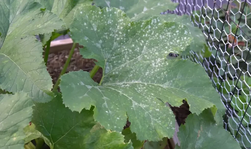 How to Get Rid of Powdery Mildew