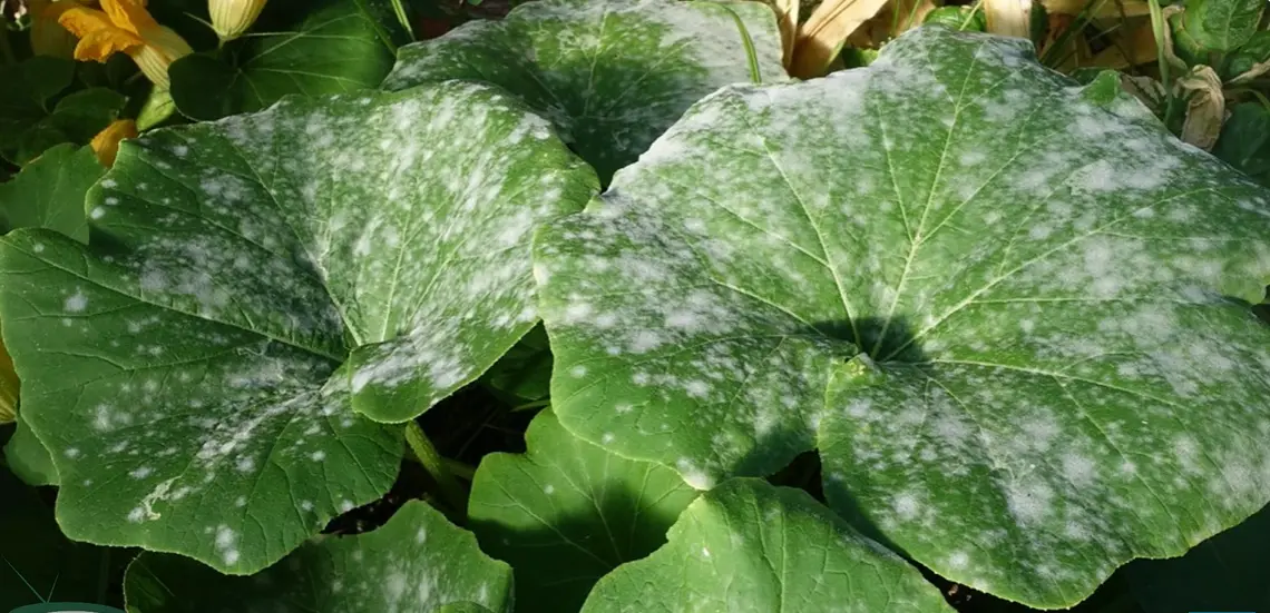 How to Get Rid of Powdery Mildew