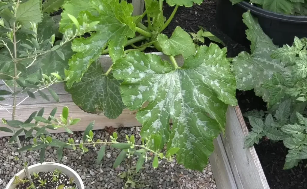 How to Get Rid of Powdery Mildew