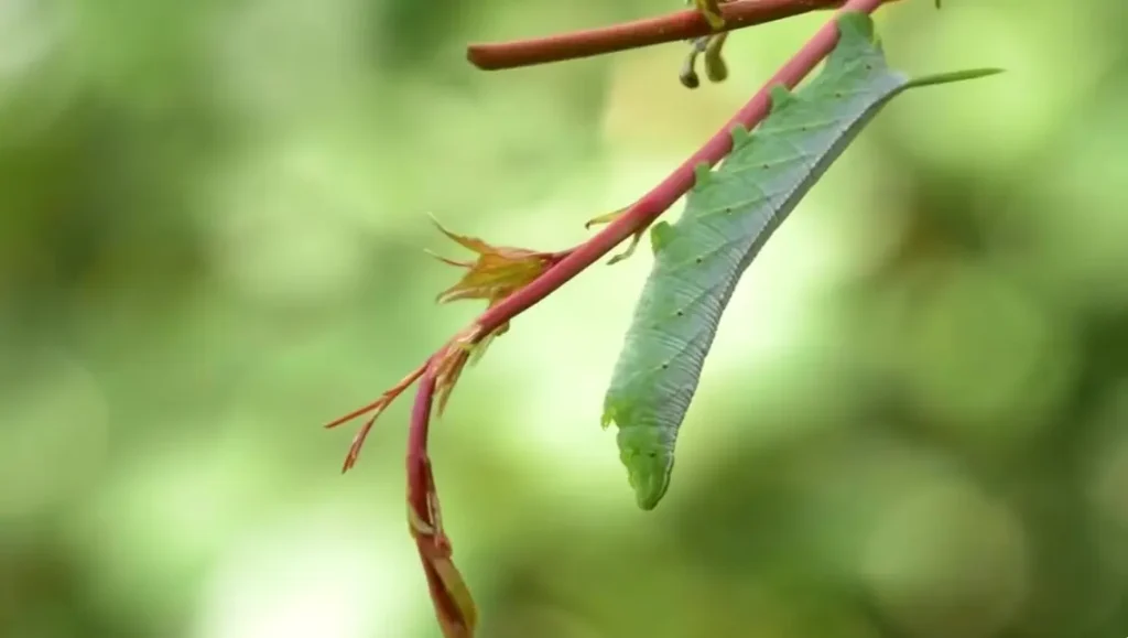 How to Get Rid of Tomato Hornworms