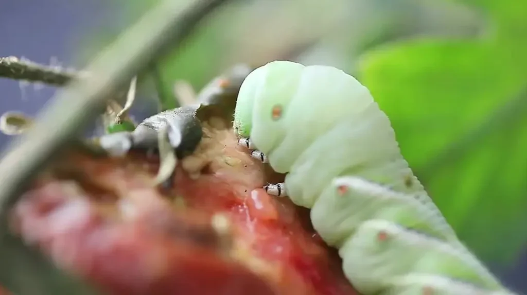 How to Get Rid of Tomato Hornworms