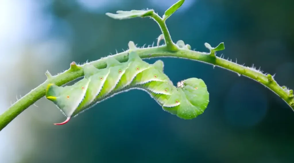 How to Get Rid of Tomato Hornworms