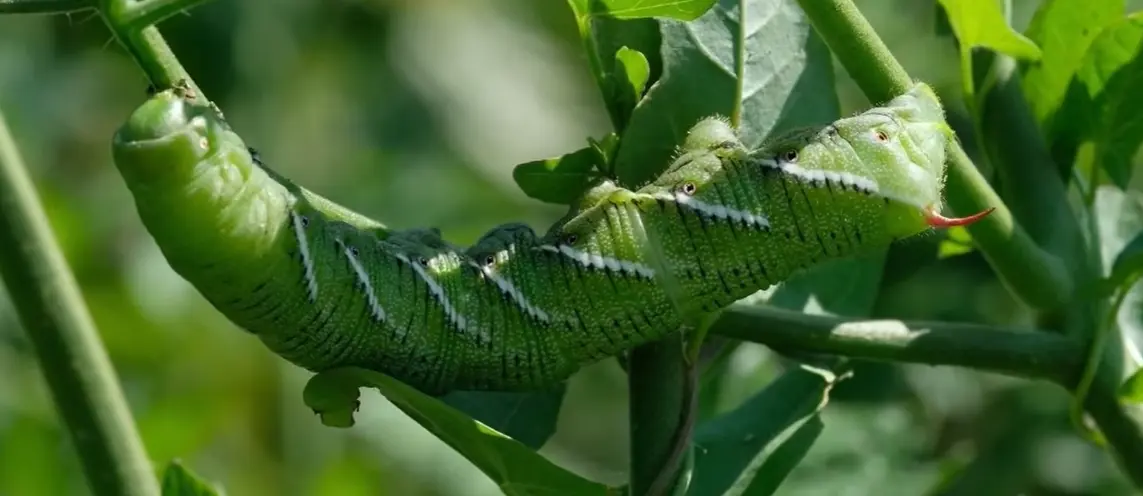 How to Get Rid of Tomato Hornworms