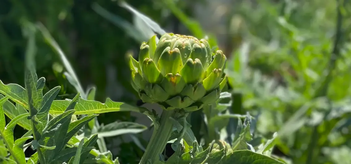 How to Grow Artichokes