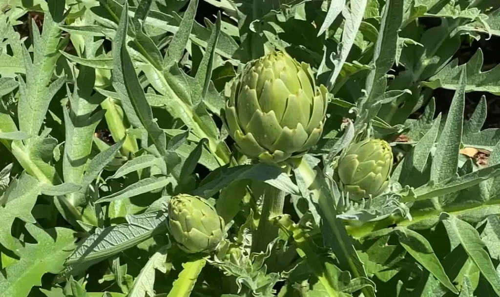 How to Grow Artichokes
