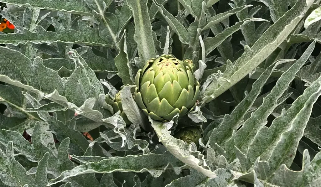 How to Grow Artichokes