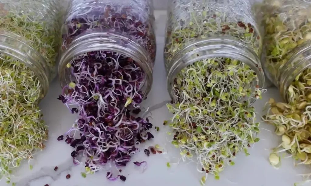 Healthy broccoli sprouts ready to eat, perfect example of How to Grow Broccoli Sprouts indoors.