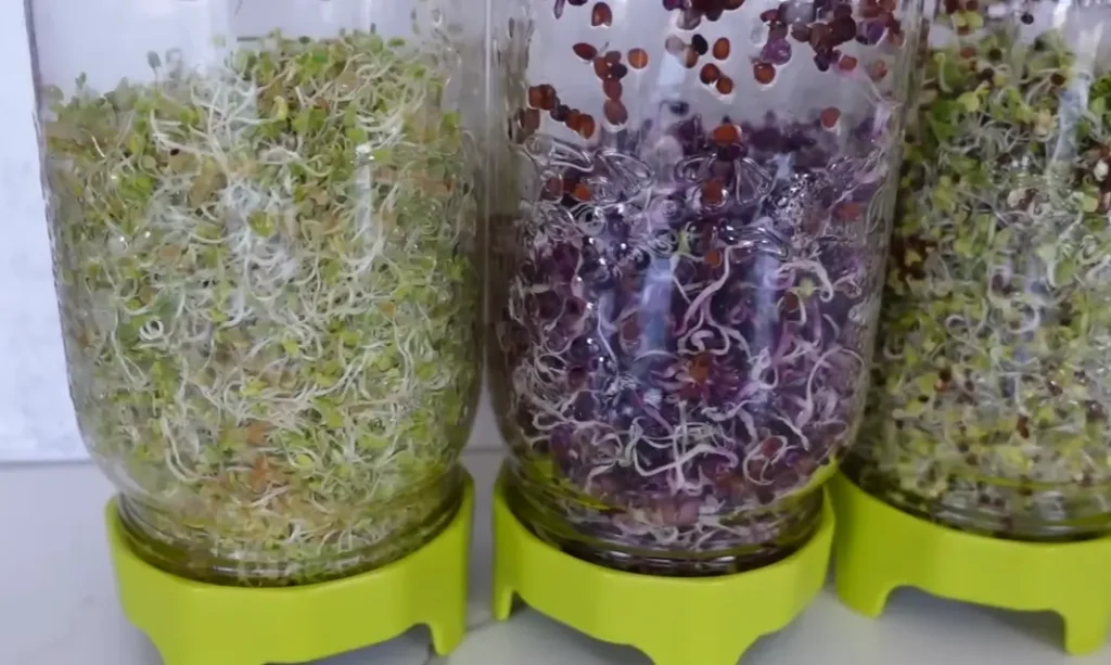 Indoor sprouting setup with jars and trays, illustrating How to Grow Broccoli Sprouts successfully.