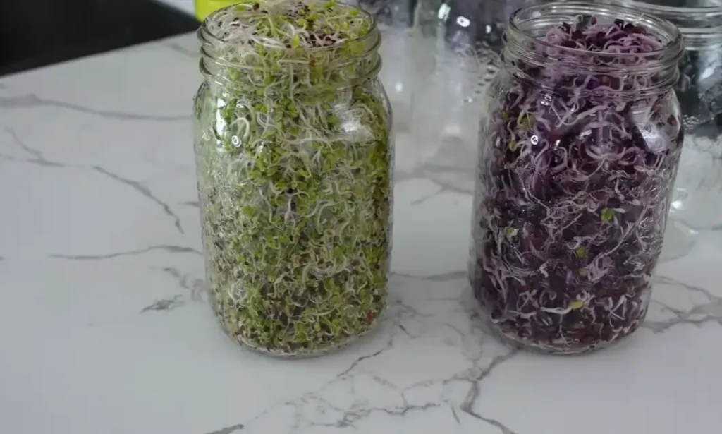 Step-by-step guide on How to Grow Broccoli Sprouts, showing seeds soaking and sprouting.