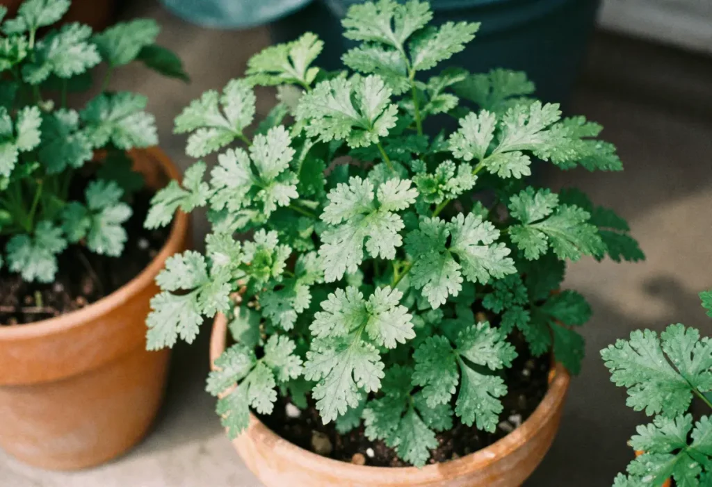 How to Grow Cilantro in a Pots
