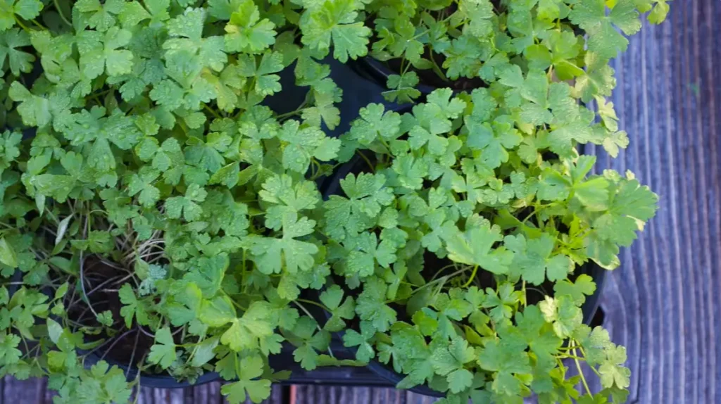 How to Grow Parsley in Winter