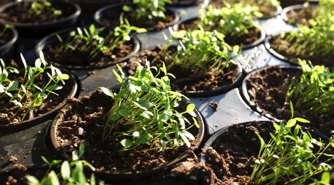 How to Grow Parsley in Winter