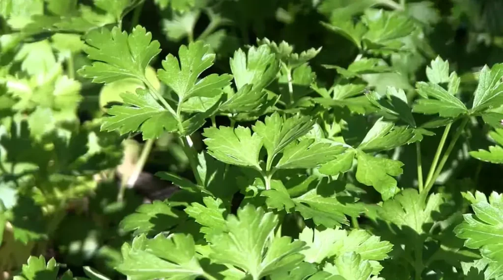 How to Grow Parsley in Winter