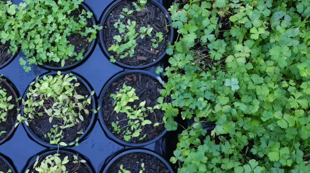How to Grow Parsley in Winter