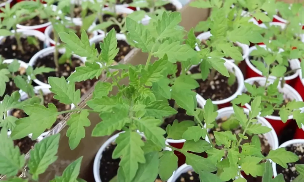 How to Grow Tomato Seedlings
