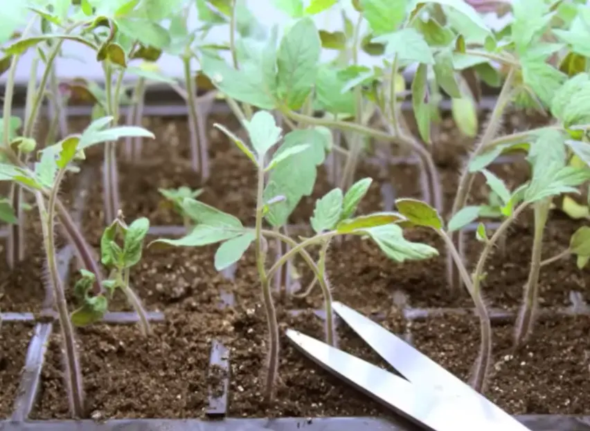 How to Grow Tomato Seedlings