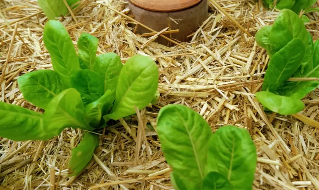 How to Plant Lettuce Seeds