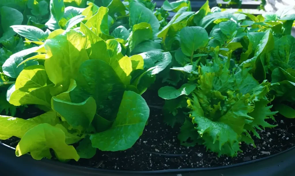 How to Plant Lettuce Seeds