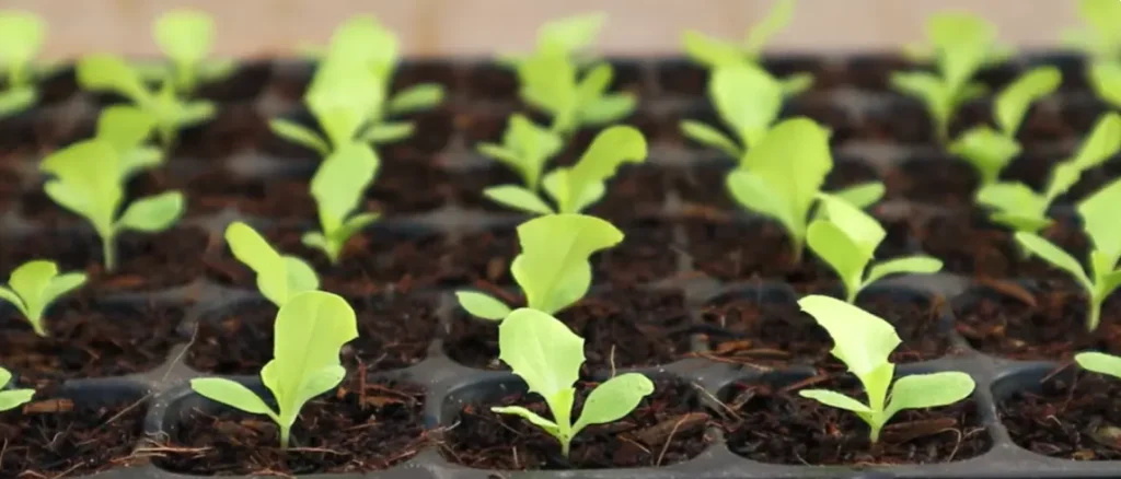 How to Plant Lettuce Seeds
