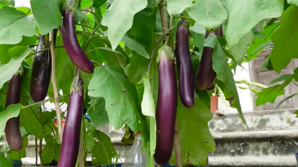 Japanese Eggplant Vs Chinese Eggplant