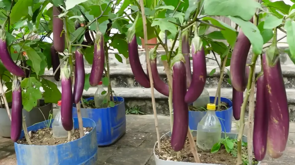 Japanese Eggplant Vs Chinese Eggplant