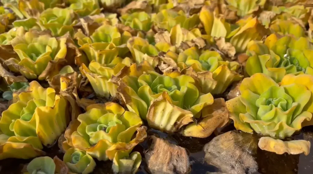 Lettuce Leaves Turning Yellow