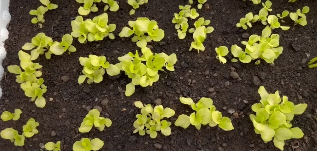 Lettuce Leaves Turning Yellow