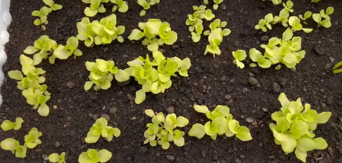 Lettuce Leaves Turning Yellow