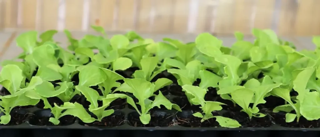 Lettuce Seed Germination