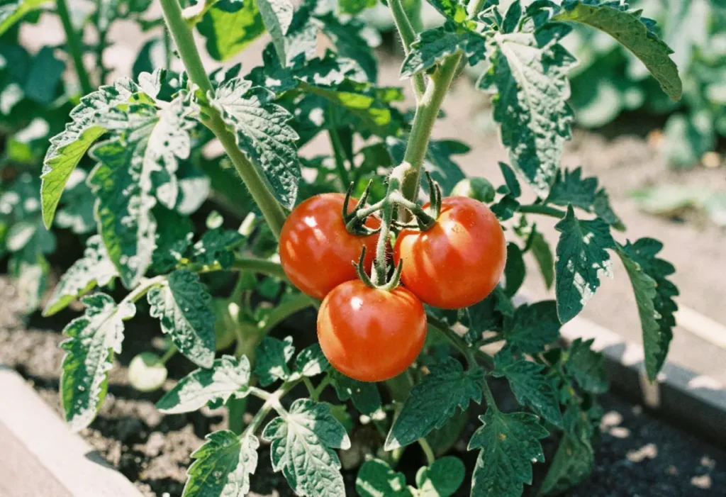 Mortgage Lifter Tomato Plants