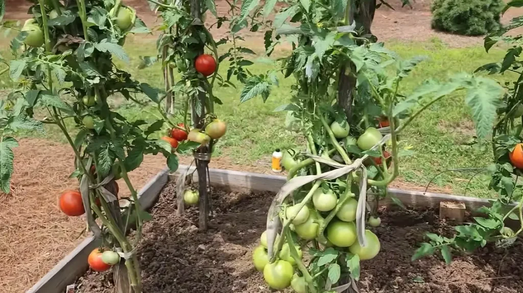 Planting Tomatoes in Raised Beds
