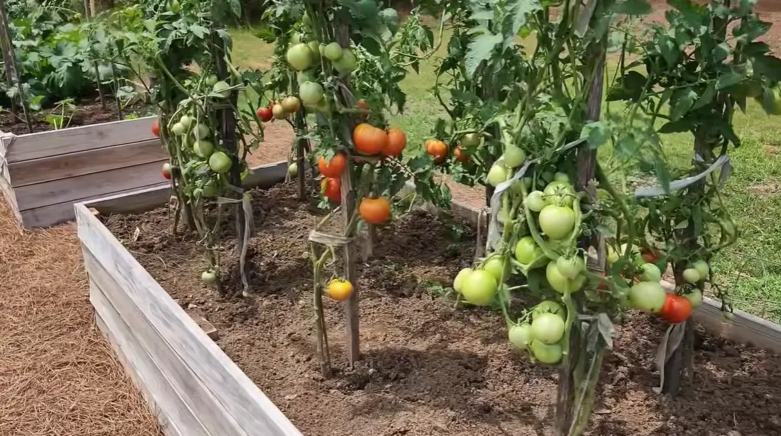Planting Tomatoes in Raised Beds