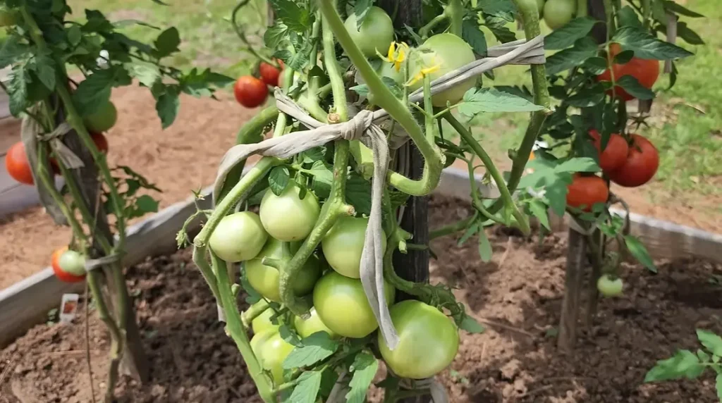 Planting Tomatoes in Raised Beds