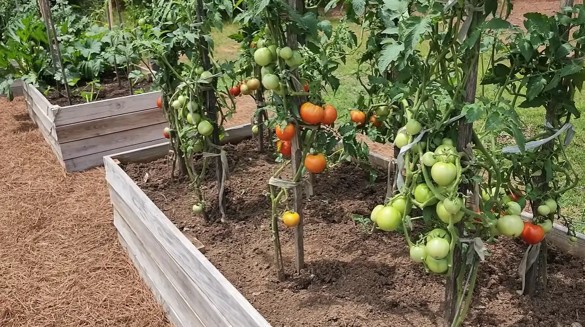 Planting Tomatoes in Raised Beds