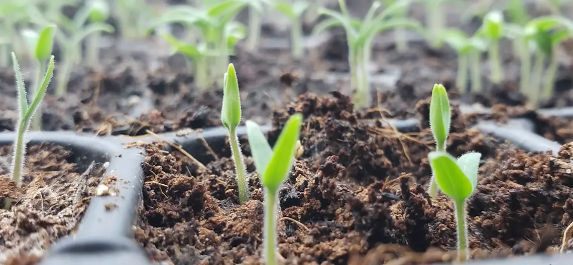 Seed Starting Mix for Tomatoes