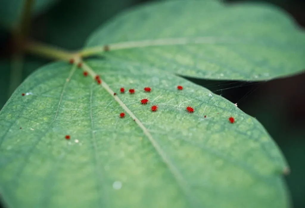 Signs of Spider Mites on Indoor Plants: Leaves with tiny yellow or white speckles caused by spider mite feeding.