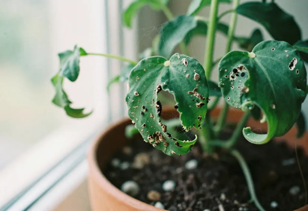 Signs of Spider Mites on Indoor Plants: Tiny red or brown mites, webbing, and speckled leaves indicating infestation.