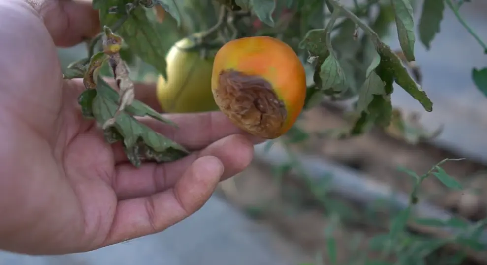 Tomatoes Rotting on Bottom: Damaged tomato cut open to reveal decayed tissue at the bottom.