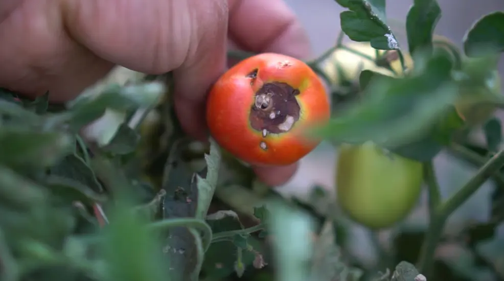 Tomatoes Rotting on Bottom: Cluster of tomatoes with blackened bottoms from common garden rot.