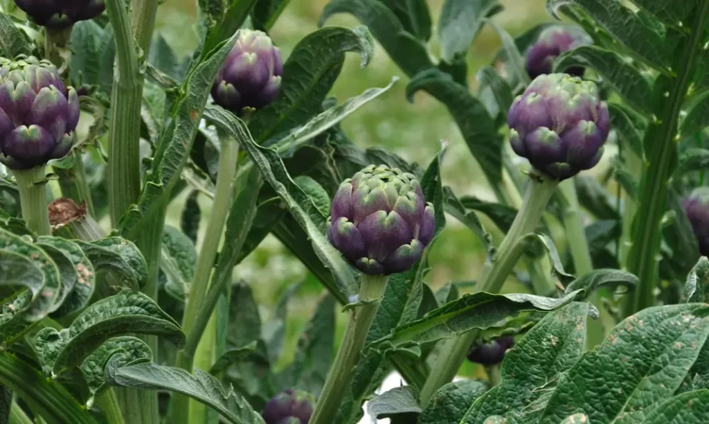 Types of Artichoke Plants